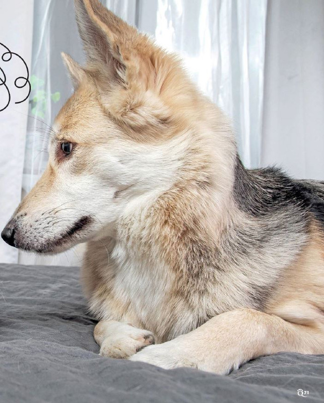 QuattroZampe Lug 2022 (8)