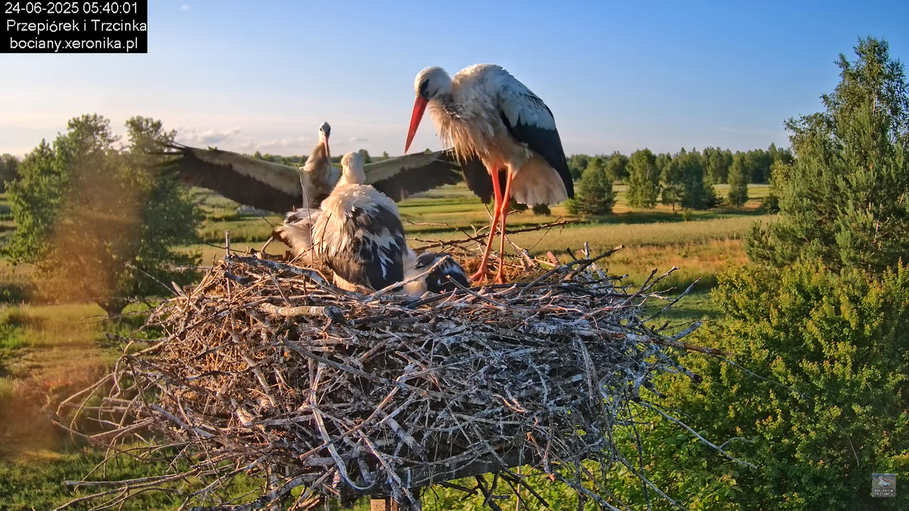 24062025bociany7