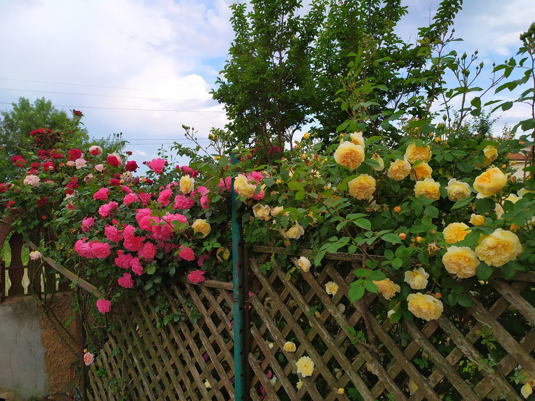 IMG_20210528_184809