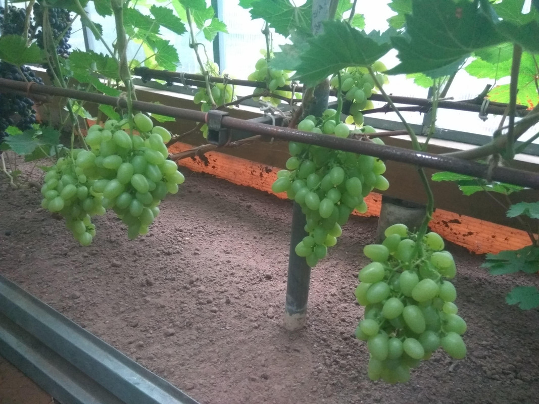 Сеянец Волкова В.А. 10-3-76 фото от 22.08.2018