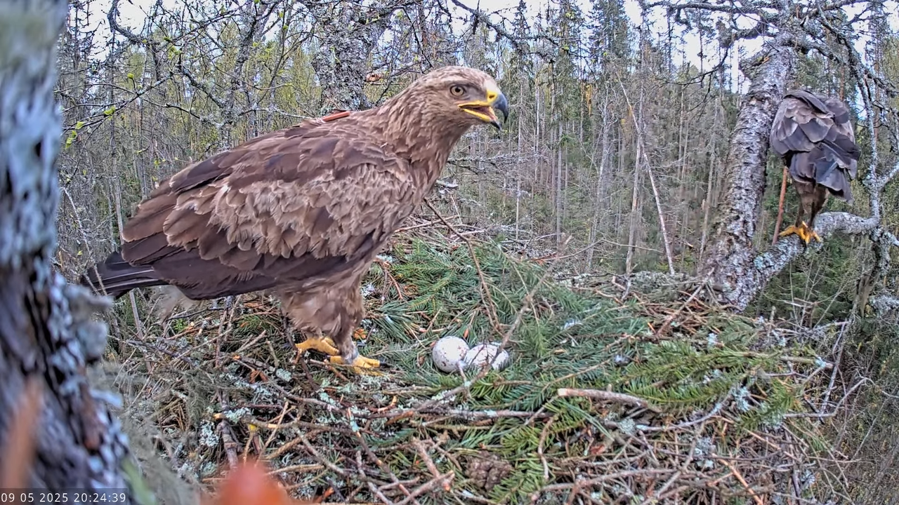 Väike-konnakotkas __ Clanga pomarina __ Lesser Spotted Eagle 14-0-39 screenshot