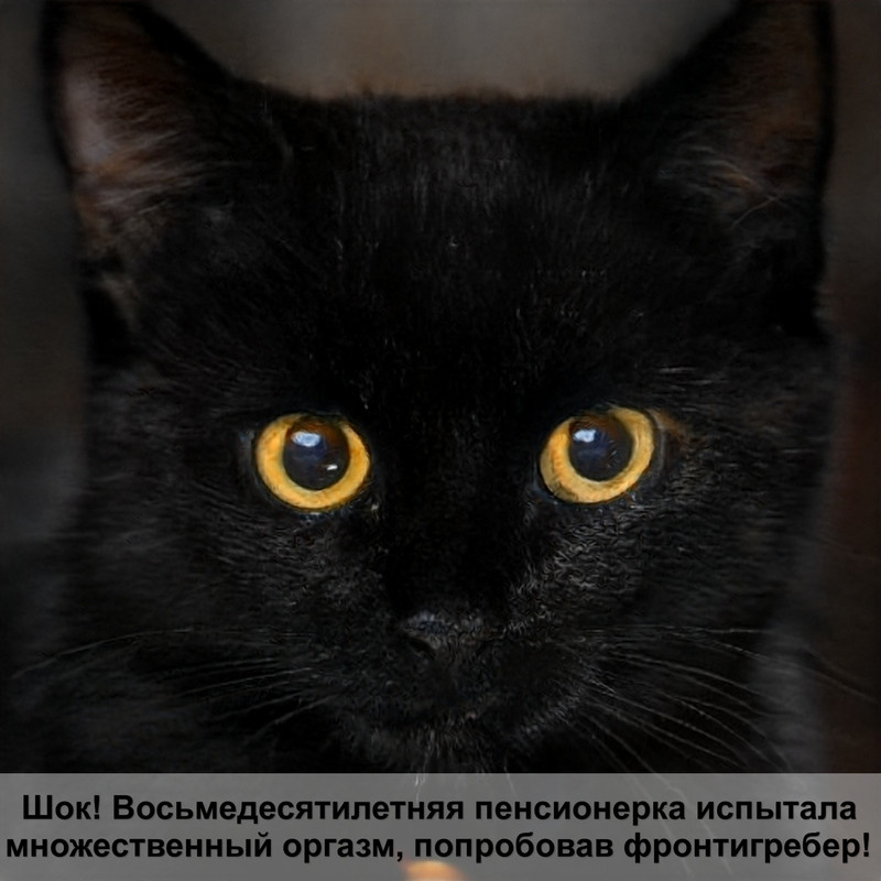 самая кошка в мире