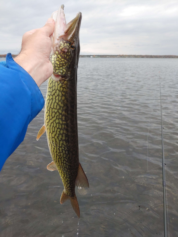 pickerel1