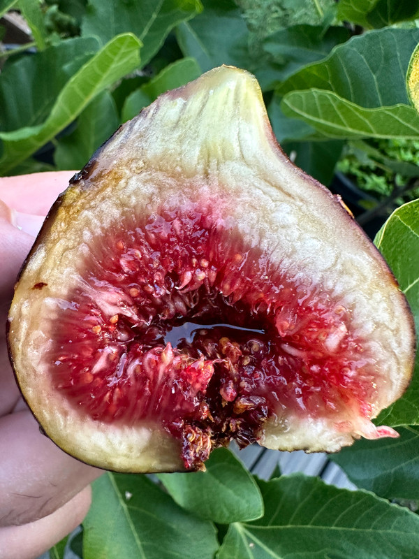 figs-319.jpg