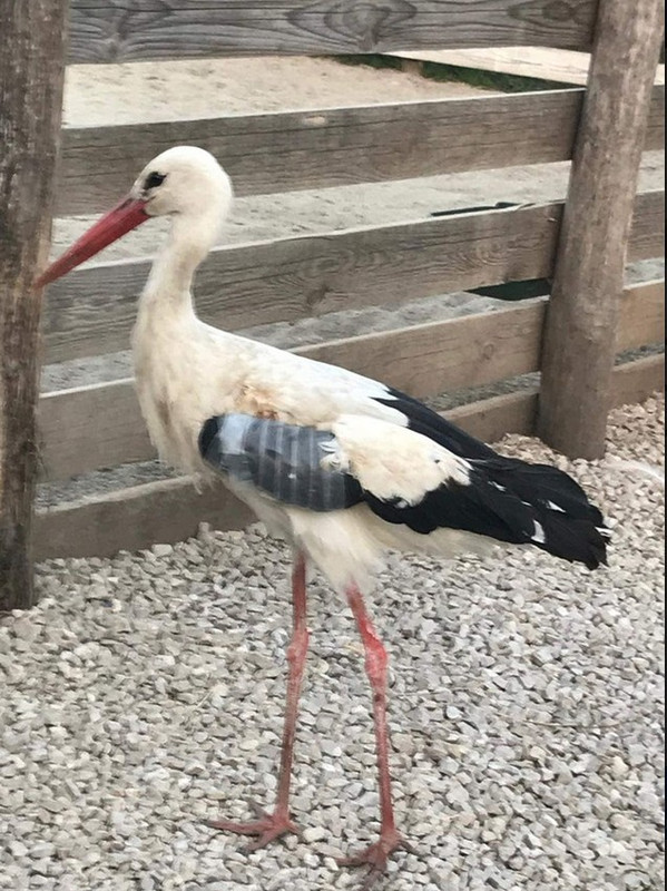 2019-08-12_212731 itt a műtött gólyácska