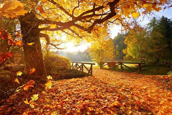 small-bridge-with-fallen-leaves-6942-da5e90bd422d898504231a9e7807c450-1x