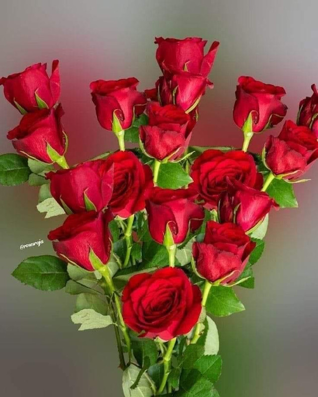 [Image: 0-B192138-092-E-4-B8-A-A5-E0-ADCF3772-DB64.jpg]