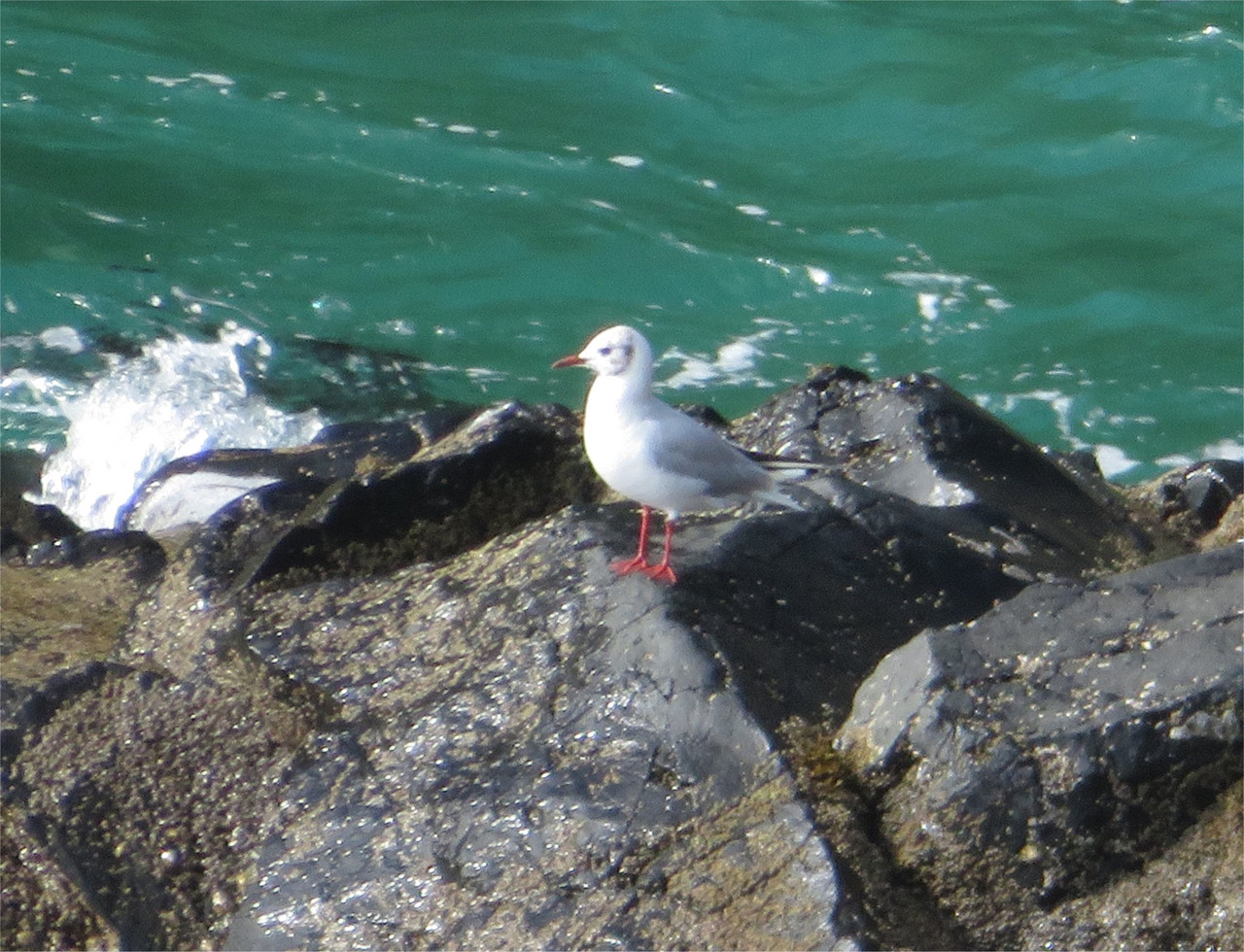 Black-headed gull