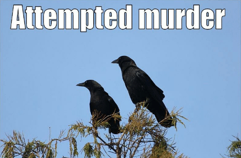 attempted-murder.jpg