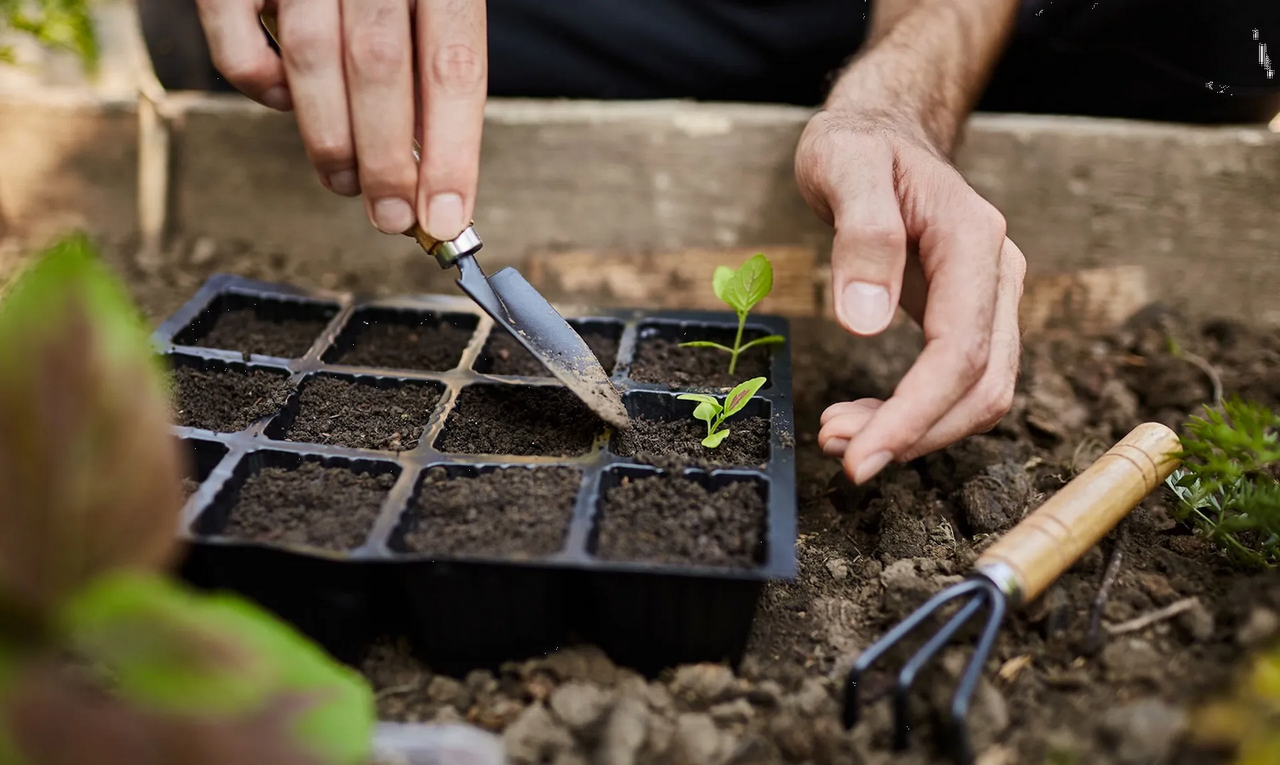 Huerto urbano: ¿Qué se puede sembrar en enero?