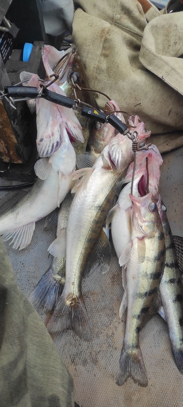 IMG-3c86ecbe679a31f485ac2e9577e2d8a8-V