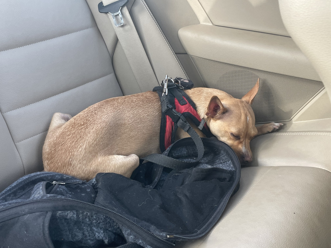 tan chihuahua asleep in the back seat