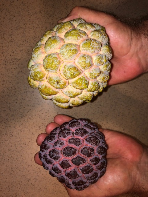2020 harvest