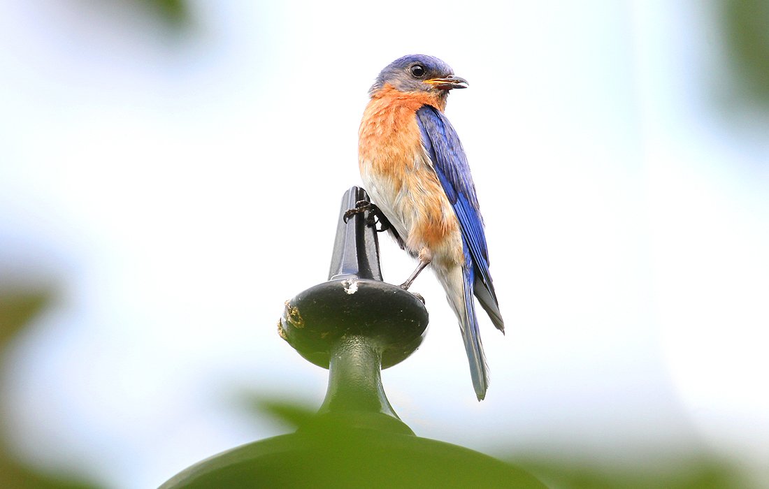 Spiritual Meaning Of The Bluebird