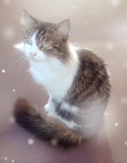 Snuggle Woodhouse (1)