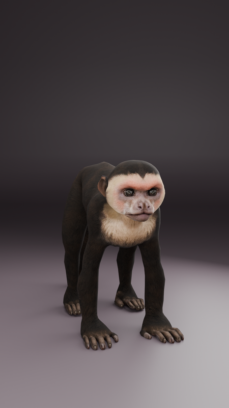 Pets Collection