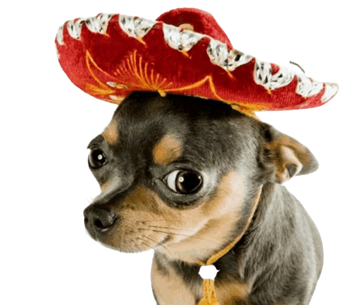 Chernusito the sombrero chihuahua