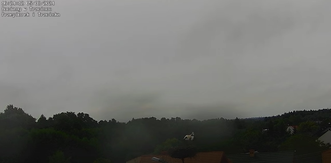 wielkibocianwidocznyzdaleka