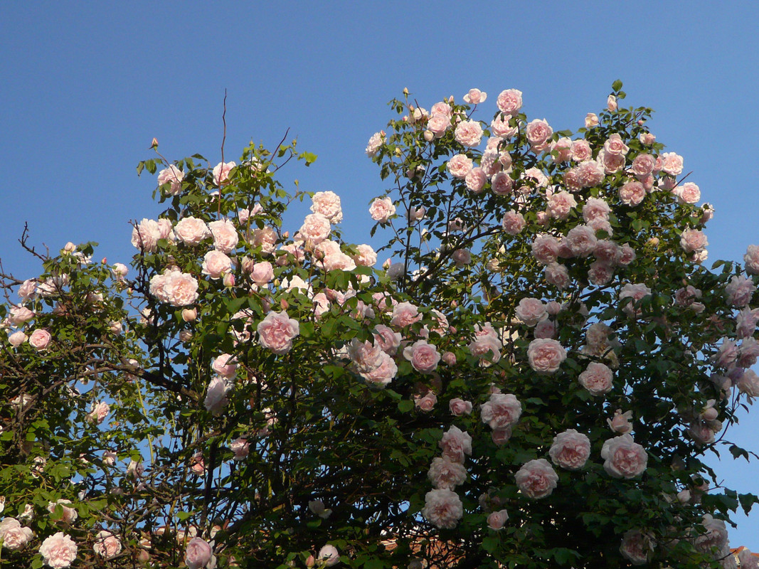 P1550590