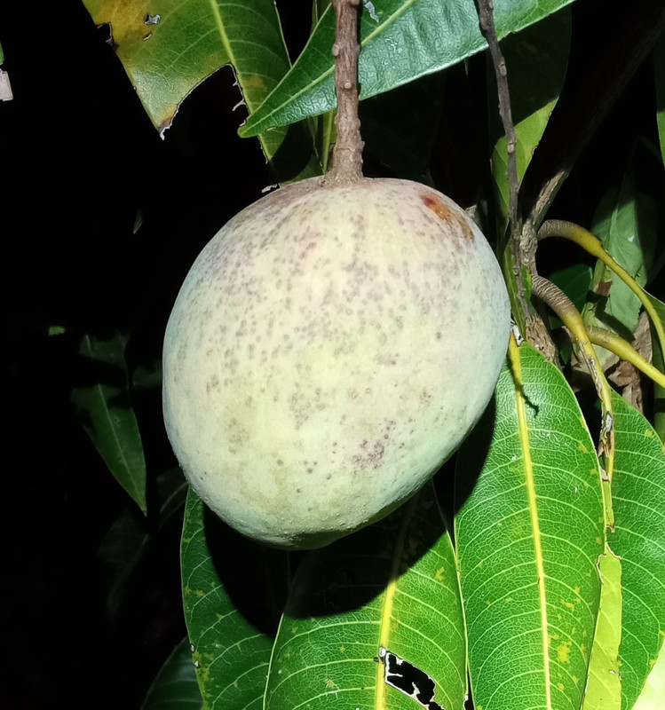 IMG_20240605_203550763~2