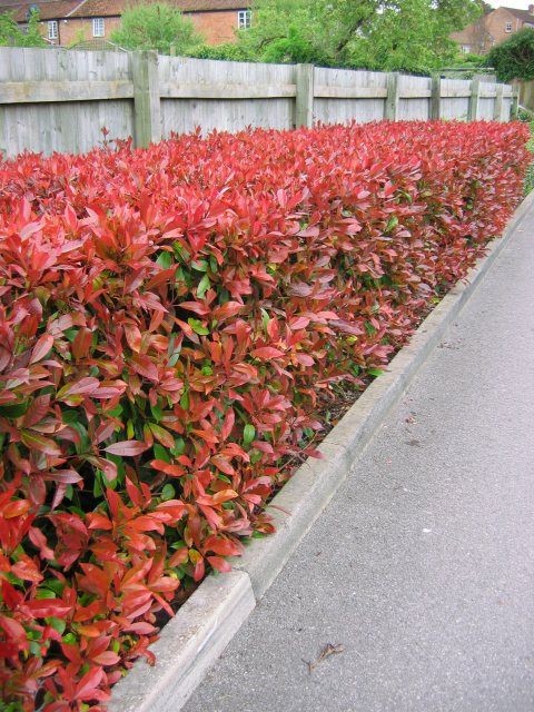 glansmispelhaag-photinia-fraseri.jpg