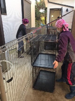 犬舎からケージを出して大掃除