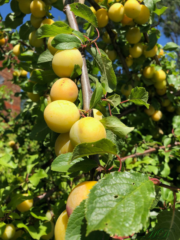 plums2-97deg-temps-aug-2020-HD.jpg