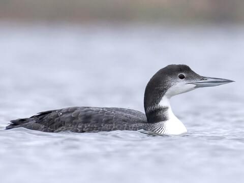 Best Common Loon Bird