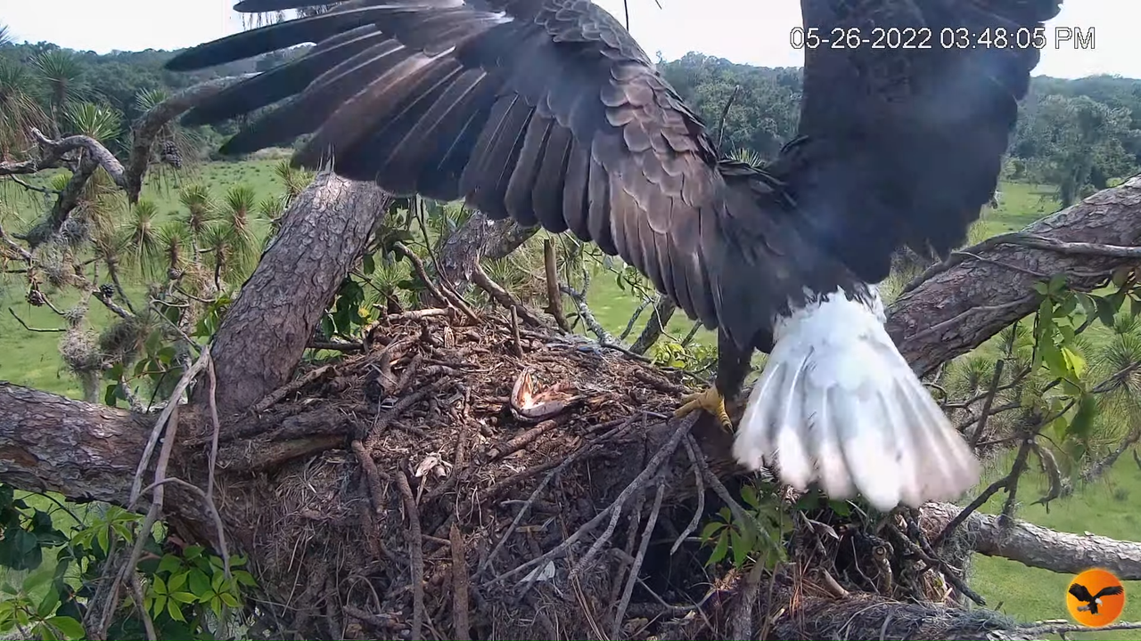EC Nest Cam 3-23-12 screenshot (1)