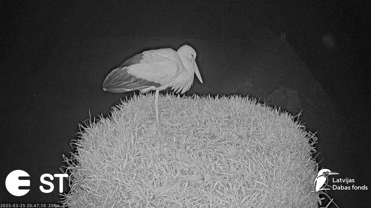 (13) Baltie stārķi (Ciconia ciconia) Tukuma novadā __ White storks in Tukums, Latvia - YouTube - 786