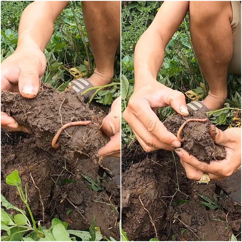 tiger-worm-collage.jpg