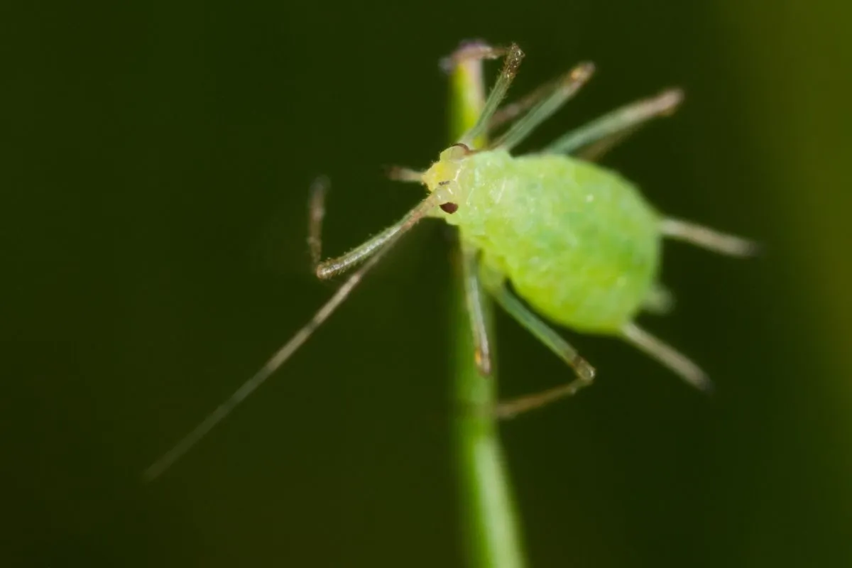 Elimina pulgón de tus rosales con este ingrediente de cocina