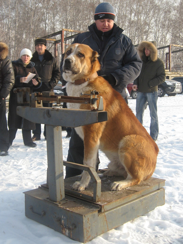 2009.11.21 Вес ТУГО 76кг 2г2м (2)