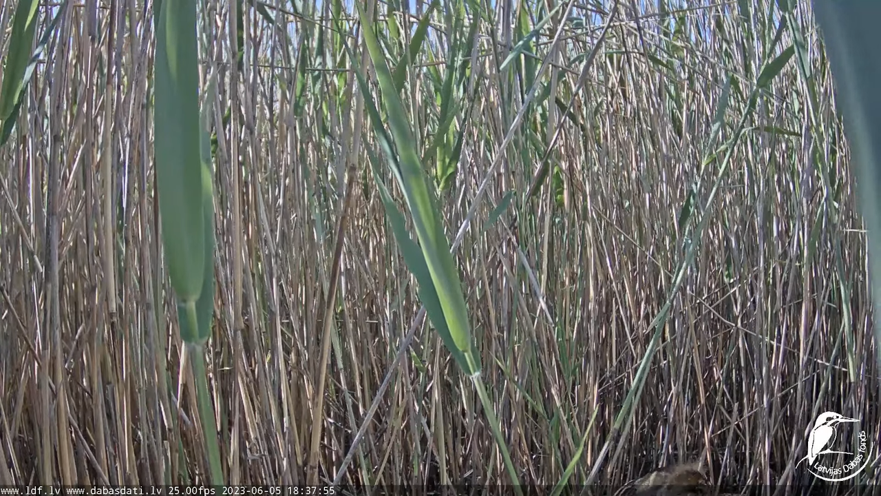 Lielais dumpis (Botaurus stellaris) Engurē - LDF tiešraide 12-56-22 screenshot