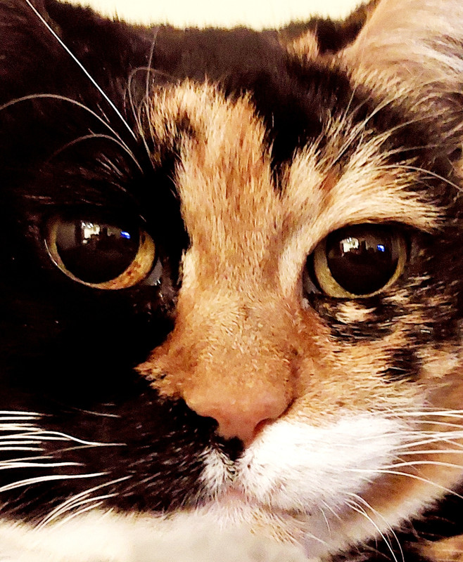 20250214_220859_resized