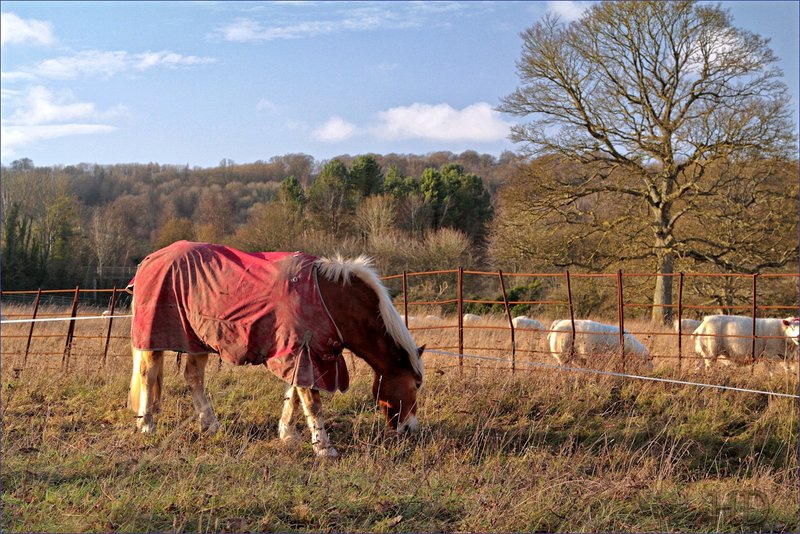 Feb-23-Horse-sheep-HD.jpg