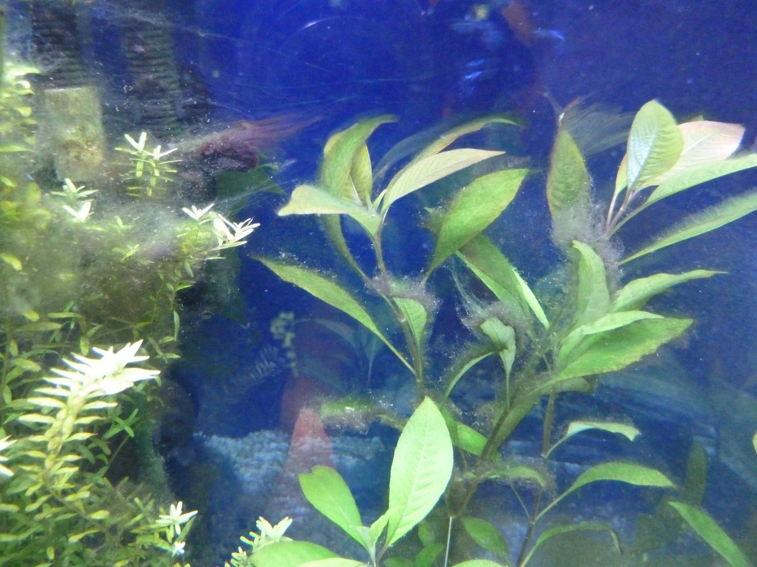 Hair Algae and loads of it - Aquarium Forums UK Hair Algae and loads of it - Aquarium Forums UK
