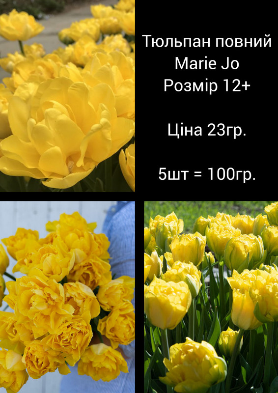 GridArt_20230810_085137097