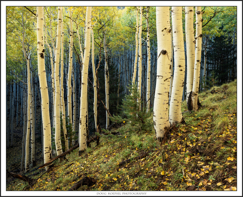 Ed1400-4x5TCGGLockett10-14-18_0167 copy