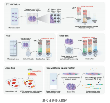 空间转录组技术-7.png