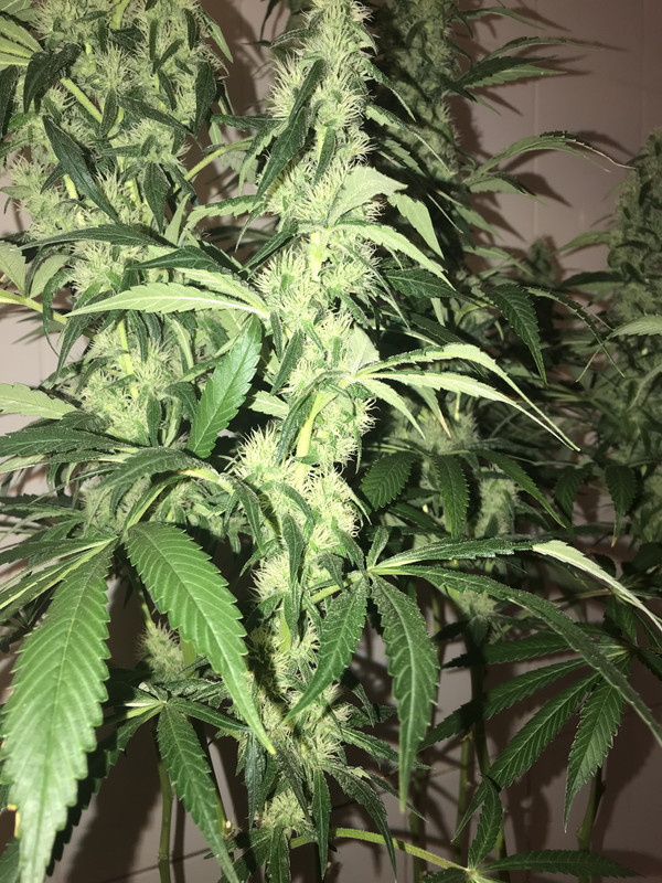 20D4CA99-5CBC-4AB4-830C-70C47F57651F