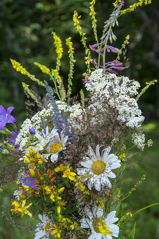 682px-Staroplaninsko_poljsko_cveće_buket-1