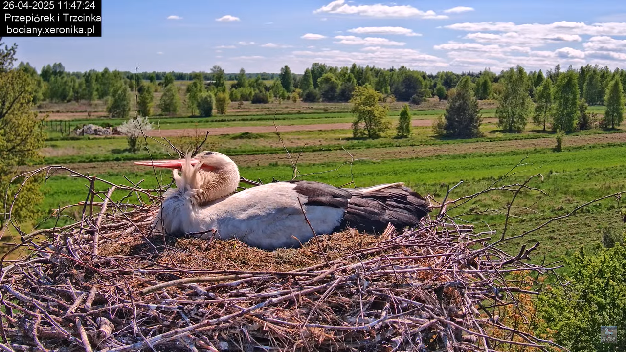 26042025bociany7
