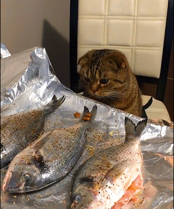 Funny-Cat-GIF-Funny-Scottish-fold-cat-prefers-cat-treats-over-fishes-for-humans-ok-cats.gif
