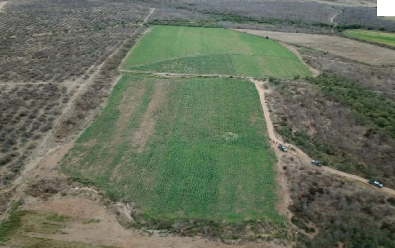 Sedena destruye el plantío de amapola más grande del 2023