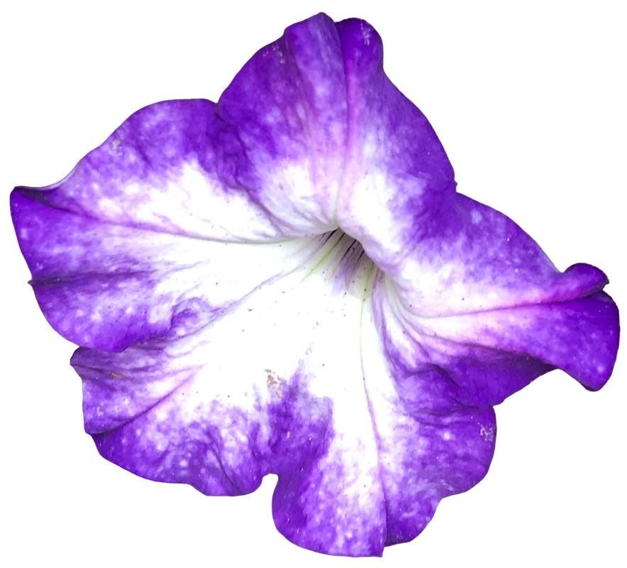 Purple Flower 3