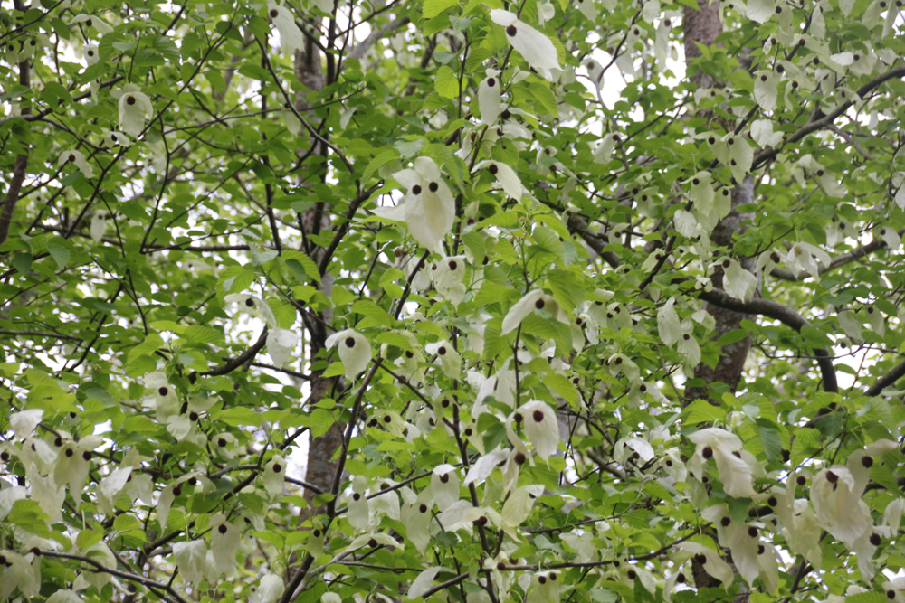 Davidia involucrata Penjerrick 220426