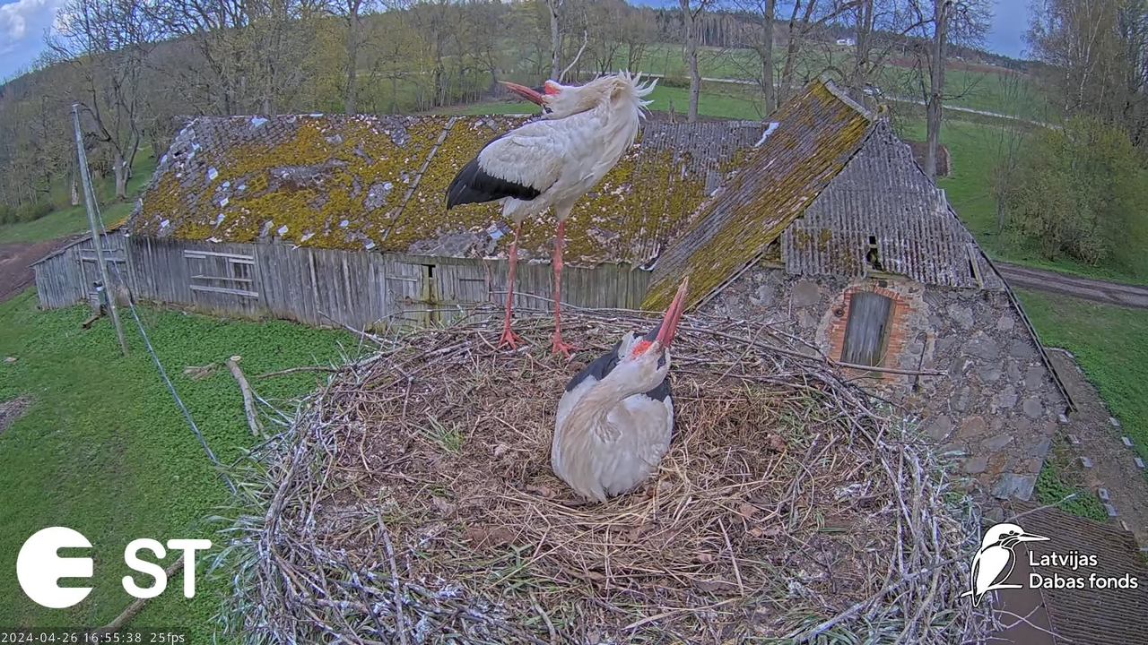 Baltie stārķi (Ciconia ciconia) Tukuma novadā - LDF tiešraide __ White storks in Tukums, Latvia 10-2