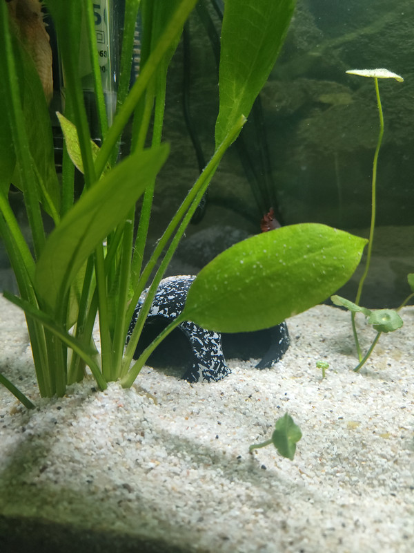 16720064141396739444268783515552