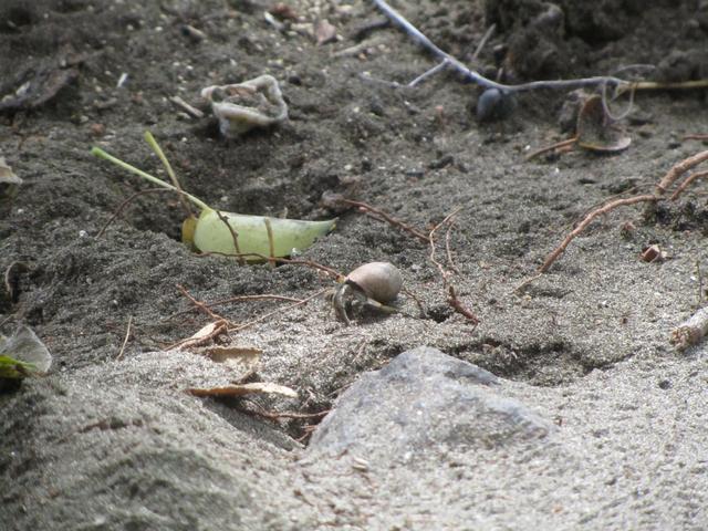 COSTA RICA 2012 (Luna de miel) - Blogs de Costa Rica - DÍA 9:  MONTEVERDE - GUANACASTE (4)